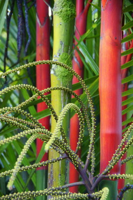Red Wax Palm