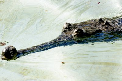 Crocodile at the Honolulu zoo