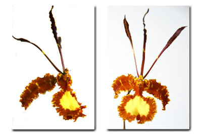 Oncidium papillo duet