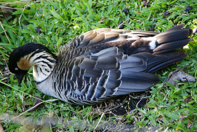 Resting Nene