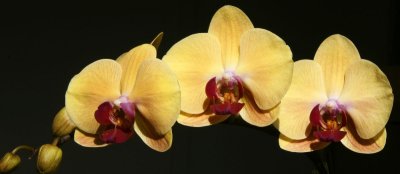 Golden Phaleonopsis