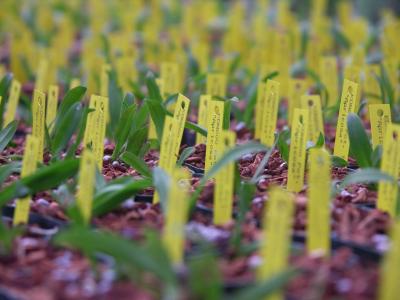 Mericlone orchid plants, Kawamoto  Nursery