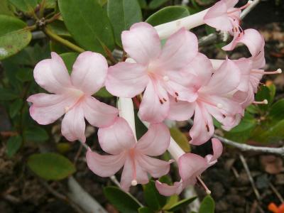 Light pink Rhododendrons