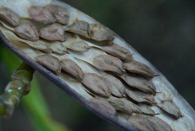 Plumeria seeds