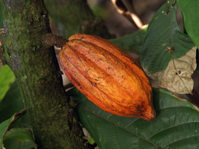 Cacao on tree