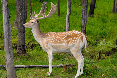 174 Fallow Deer Male 1.jpg