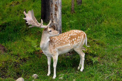 174 Fallow Deer Male 3.jpg