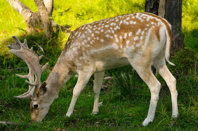 174 Male Fallow Deer 3.jpg