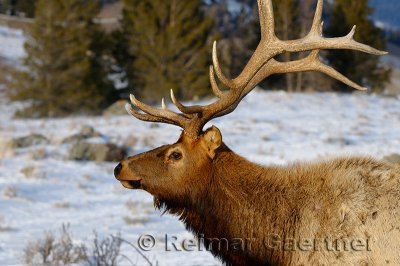 193 Bull Elk 2.jpg