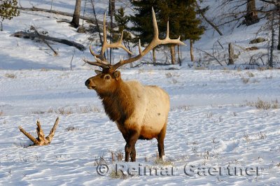 193 Bull Elk 3.jpg