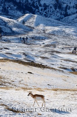 193 Pronghorn Antelope 2.jpg