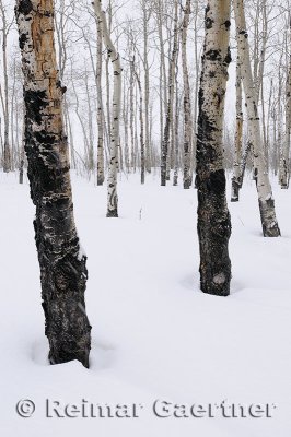 196 Birch Trunks in Snow 1.jpg