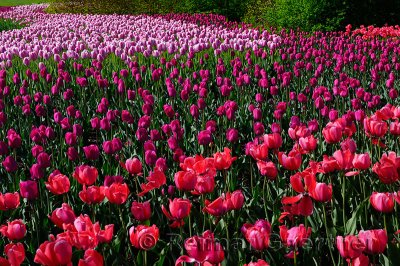 199 Pink Purple Red Tulips 1.jpg