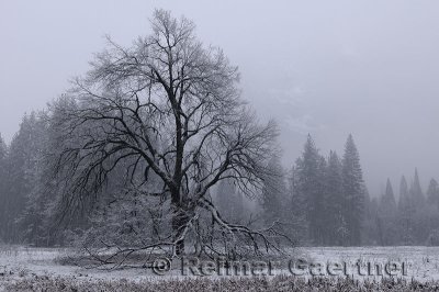 228 Twilight snow Yosemite.jpg