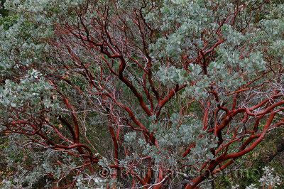 231 Manzanita tree.jpg