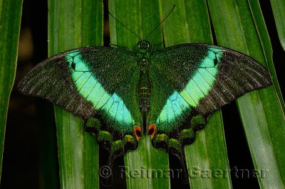 234 Banded Peacock 1.jpg