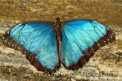 234 Blue Morpho.jpg