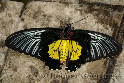 234 Cairns Birdwing 1.jpg