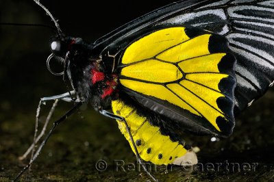 234 Cairns Birdwing 2.jpg