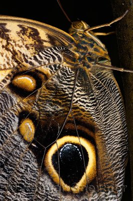 234 Owl Butterfly.jpg