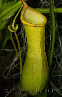 234 Pitcher Plant Nepenthes 1.jpg