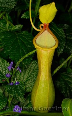 234 Pitcher Plant Nepenthes 2.jpg