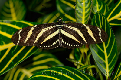 234 Zebra Longwing 1.jpg