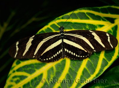 234 Zebra Longwing 2.jpg