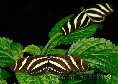 Insects