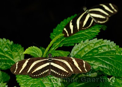 234 Zebra Longwings.jpg