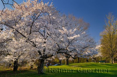 235 Cherry Blossom Park.jpg