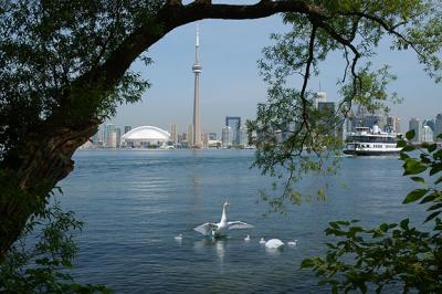 Toronto and Island Swans.jpg