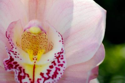 70 Cymbidium orchid.jpg