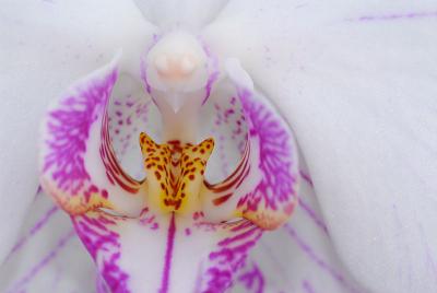 70 White Moth Orchid.jpg