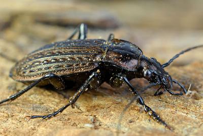 71 Black Beetle side.jpg