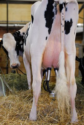 146 Holstein Milking.jpg