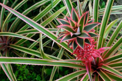 157 Red Pinapple 2.jpg