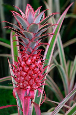 157 Red Pinapple 4.jpg