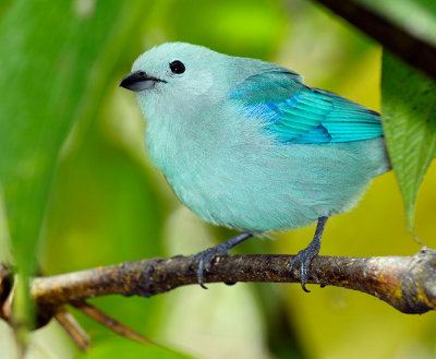 158 Blue Gray Tanager 1.jpg