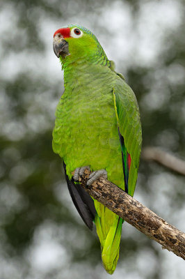158 Green Parrot.jpg