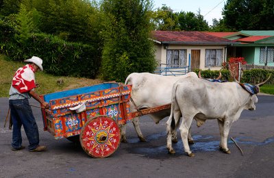158 Oxen and cart 2.jpg