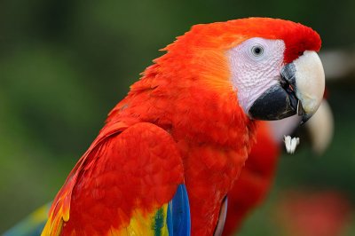 158 Red Macaw.jpg