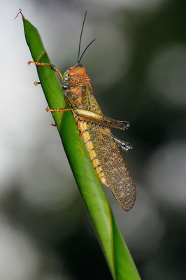 159 Locust.jpg
