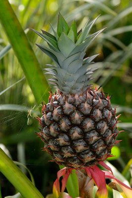 159 Pinapple and Spider.jpg