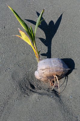 160 Coconut sprout.jpg