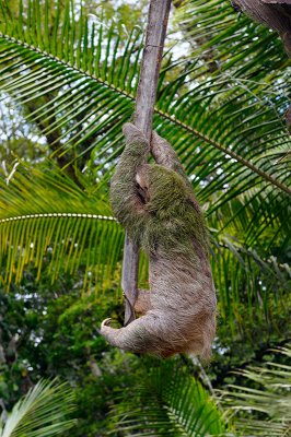 160 Hanging Sloth 1.jpg