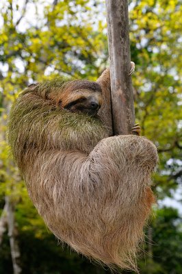 160 Hanging Sloth 2.jpg