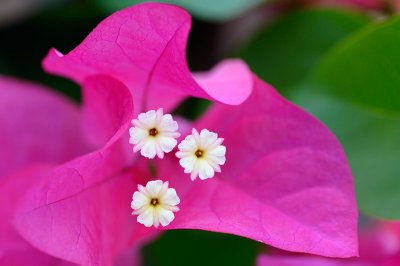 161 Bougainvillea flower.jpg