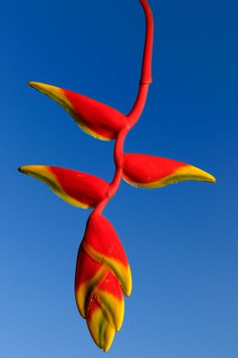 161 Lobster Claw Heliconia.jpg