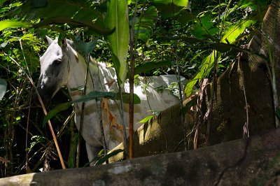 161 White horse in Rainforest 2.jpg
